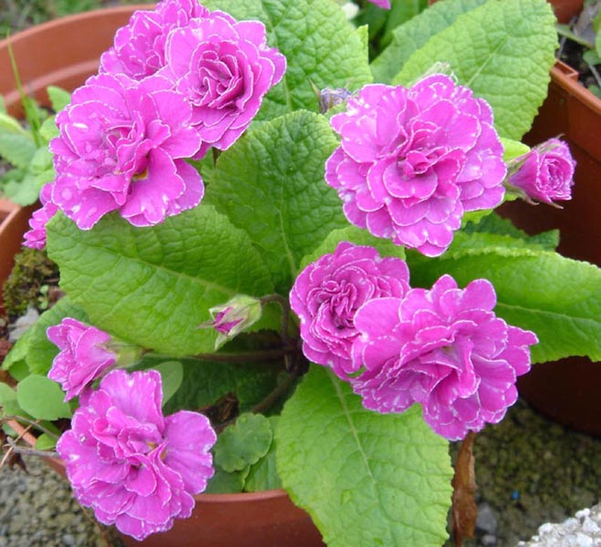 Primula 'Easter Bonnet' in bloom in a semi-shaded garden